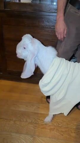 The media file shows a young, white goat with exceptionally long ears, wearing a light-colored blanket. The goat is standing on a wooden floor indoors. A person's legs are visible in the background, suggesting they are accompanying the goat. The setting appears to be a room with wooden paneling and furniture. Through a window or glass door, a natural outdoor scene with trees and greenery is visible, indicating it is daytime, likely late afternoon or early evening given the lighting. The overall mood seems calm and perhaps a bit unusual due to the goat being dressed. No visible text is present.