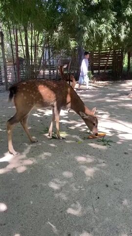 A deer with spots on its back eats carrots and green leaves on the ground in a sandy area. In the background, bamboo and other trees provide shade. A person in a white shirt and shorts walks away from the deer, carrying a bunch of green foliage. Another deer is partially visible in the background. The scene appears to be a zoo or animal sanctuary.