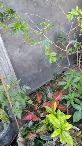 The video shows a close-up view of a garden area with several plants. In the foreground, there are plants with red and green leaves, as well as a plant with bright yellow-green leaves. To the right and slightly behind these, there is a larger plant with many green leaves. In the background, a thin, thorny branch with green leaves is visible, extending from the upper left to the upper right. A gray concrete wall is behind the plants. The ground appears to be soil with some debris. There are also some black plastic pots visible. The lighting suggests an outdoor setting during the day.
