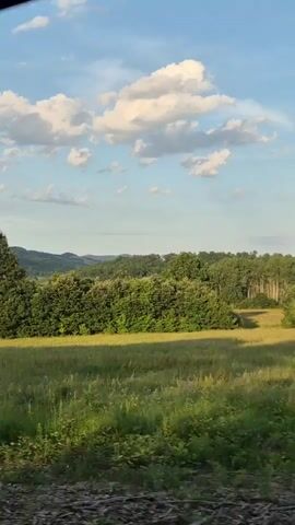 The video shows a scenic view of a rural landscape with rolling hills covered in trees and a field of tall grass in the foreground. The sky is blue with scattered white clouds. A large tree with visible roots is prominently featured in the center of the frame. The camera appears to be moving, giving the impression of a drive-through or a slow pan across the scenery. The lighting suggests it is either early morning or late afternoon, with sunlight casting long shadows.