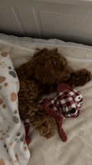 Poodle sleeps peacefully with checkered stuffed toy in Marum home