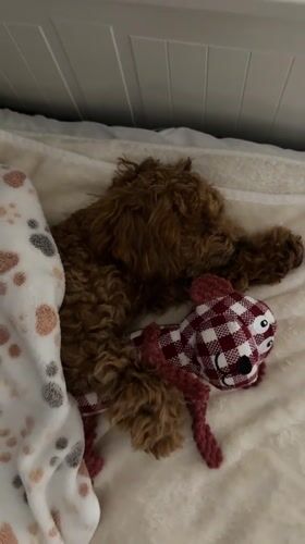Poodle sleeps peacefully with checkered stuffed toy in Marum home