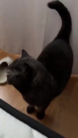 A black cat with green eyes stands on a wooden floor next to a light-colored slipper. The cat looks up at the camera, then turns and walks towards a plush cat bed. The video ends as the cat settles into the bed.