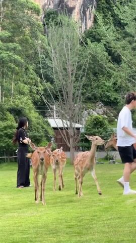On a verdant lawn, a small herd of deer with spotted coats gathers. A woman in black attire stands to the side, observing. A man in a white t-shirt and dark shorts walks amongst the deer, one of which briefly nuzzles him. In the background, a mountain looms, framed by trees. A building is partially visible on the right. The overall scene suggests a peaceful interaction between humans and wildlife in a scenic environment.