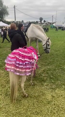 A white horse wearing a saddle stands in a grassy field. In front of it, a smaller horse or pony is adorned with a bright pink and purple tutu. Two people are visible holding the reins of the larger horse, facing away from the camera. To the right, a man wearing a blue jacket and a baseball cap walks into the frame, looking towards the horses. In the background, there are tents, people, and a white truck, suggesting an outdoor event. The sky is overcast.
