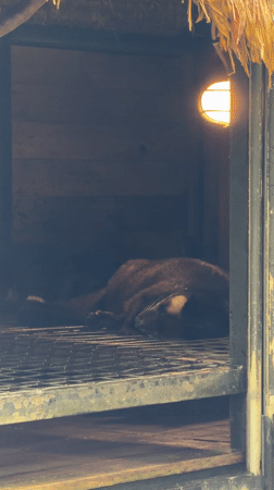 Tourist visits Indonesian civet coffee farm, documents production process