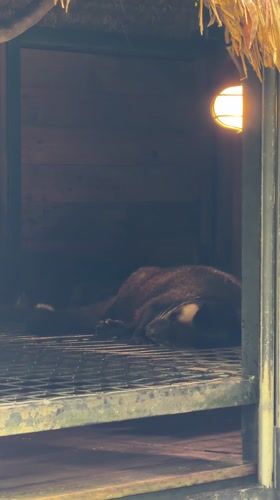 Tourist visits Indonesian civet coffee farm, documents production process
