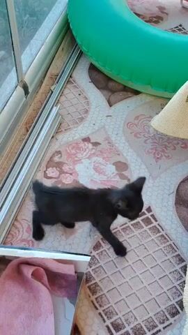 A black kitten is shown lying on a patterned floor next to a window. In the background, there is a green inflatable ring and part of a blanket. The kitten then moves, flipping over and showing its back before righting itself and approaching a clear plastic container. A foot is visible in the lower left corner of the frame.