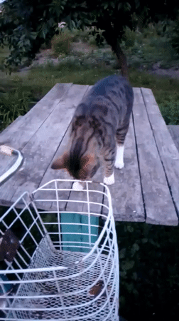 Rural life documented in Ukrainian village: cats, flowers, quiet moments
