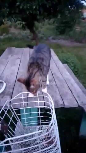 Rural life documented in Ukrainian village: cats, flowers, quiet moments
