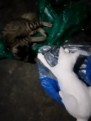 Cats play with plastic bags in dimly lit space