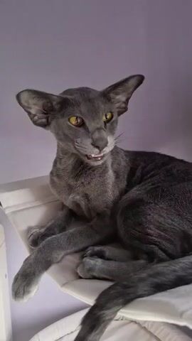 A sleek, grey Oriental Shorthair cat with striking yellow eyes is perched on a white hammock-like structure. Its large, prominent ears are pointed upwards, giving it an alert and distinctive appearance. The cat's body is slender and elongated, typical of the breed. It is lying down, with its front paws extended forward. The background is a solid, soft purple wall, suggesting an indoor setting. The lighting appears to be soft and diffused, possibly from a window or artificial light, creating a gentle ambiance. The cat's gaze shifts from directly at the viewer to the side, indicating curiosity or attentiveness to something off-camera. The overall mood is calm and serene, highlighting the cat's elegant posture and captivating eyes. There is no visible text in the media file. The location context is Таптыково, Russia.