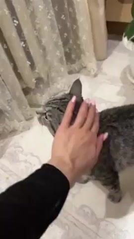 A hand pets a gray tabby cat. The cat is standing on a patterned tile floor. In the background there is a curtain, a potted plant, and a red and white soccer ball.