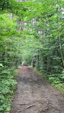 A person walks away from the camera on a dirt path through a dense forest. The path is muddy in places with exposed roots. Trees with lush green leaves line both sides of the path, forming a canopy overhead. The overall lighting suggests an overcast day.