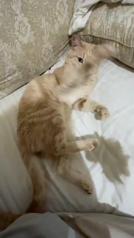 A ginger cat is lying on a bed, with a large white peony flower being held in front of it by a person's hand. The cat is looking at the flower and appears to be playing with it, pawing at the petals. The setting is a bedroom, with pillows and a headboard visible. The lighting suggests it is daytime. The overall mood is playful and affectionate. There is no visible text in the media file.