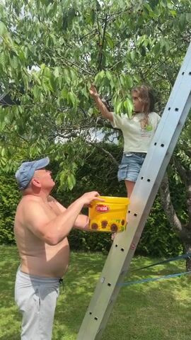 A man wearing a blue baseball cap and gray pants stands shirtless next to a silver ladder. He holds a yellow bucket decorated with sunflowers. A young girl with brown hair, wearing a light-colored t-shirt and denim shorts, stands on the ladder and reaches for cherries on a tree. The scene is outdoors in a grassy yard with green trees and foliage in the background under a cloudy sky.