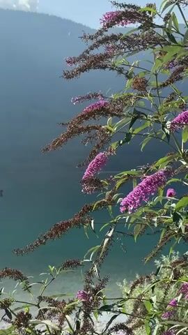 A calm, serene body of water is visible, with a distant, hazy mountain range forming the backdrop. In the foreground, a flowering shrub with delicate purple blossoms and dried seed pods gently sways. The water is a striking turquoise, transitioning to a lighter, pebbly shore in the lower portion of the frame. A small, white motorboat with two people on board is positioned in the middle distance, creating a sense of gentle motion on the otherwise still water. The sky above is a clear, pale blue.