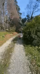 Child rides yellow toy down gravel path in Erba