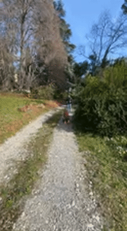 Child rides yellow toy down gravel path in Erba