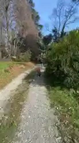Child rides yellow toy down gravel path in Erba