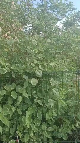 The video shows a close-up of a variegated leafy shrub behind a green wire fence. The leaves are green with white edges. The background shows a brick building and a bright sky with a few clouds. The camera pans slightly upwards, capturing more of the shrub and the sky.