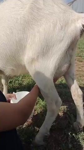 A person is milking a white goat outdoors. The person's hands are shown reaching towards the goat's udder and squeezing it to extract milk. The milk is falling into a white bucket held by the person. The goat is standing in a grassy area, and the sun is shining. The scene is captured from a low angle, focusing on the milking process.