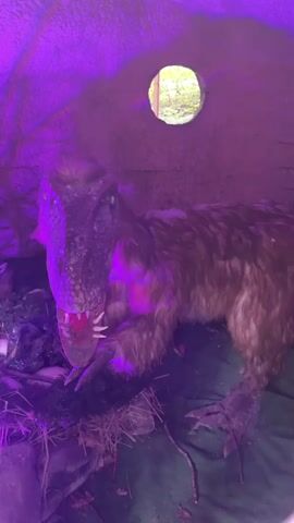 The video shows a taxidermied or animatronic dinosaur, possibly a velociraptor, with its mouth open and teeth bared. It is illuminated by purple lighting, which casts a strong glow on its scales and feathers. The dinosaur is positioned indoors, likely in a habitat exhibit, as evidenced by the artificial foliage and debris surrounding it. A circular opening in the wall behind the dinosaur reveals a glimpse of green foliage, suggesting an outdoor environment beyond. The dinosaur's head is slightly tilted, and its eyes appear to be dark and beady. The overall impression is of a staged, dramatic display.
