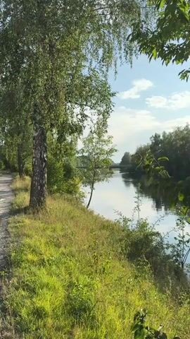 This video shows a tranquil scene beside a river on a sunny day. A dirt path runs along the left side of the frame, bordered by lush green grass and trees. A large birch tree with drooping branches is prominently featured in the foreground. The river flows gently to the right, reflecting the blue sky and scattered white clouds. In the distance, a bridge spans the river, and trees line the opposite bank. The overall impression is one of peace and natural beauty.