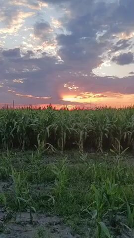 A low-angle, still shot shows a cornfield at dusk. The sky is filled with dramatic clouds, some dark and heavy, others illuminated by the setting sun. Rays of light burst through the clouds, casting a warm glow on the horizon. The corn stalks are tall and green, with smaller, younger plants growing in the foreground. The ground appears to be soil and dirt.