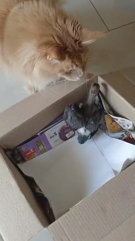 In a domestic setting, a large, fluffy ginger cat with white fur on its chest and paws is attentively observing a young bird. The bird, with its dark grey and brown plumage, is huddled inside a cardboard box lined with newspapers and a white paper towel. The box is open, allowing the cat to peer inside and get close to the bird. The cat's posture suggests curiosity and perhaps a hint of gentle interest, with its head lowered and its gaze fixed on the bird.

The scene appears to be taking place indoors, possibly in a kitchen or living area, as indicated by the tiled floor. The lighting suggests it's daytime. There's a visible advertisement on one of the newspapers in the box, featuring the text "5.49€" and "2 € 24c". The overall mood is one of quiet observation, with the potential for either care or predation depending on the cat's instincts. The interaction between the predator and its potential prey in such close proximity is the central focus of the image.