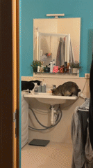 Two cats captured in Antwerp bathroom scene