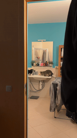 Two cats captured in Antwerp bathroom scene