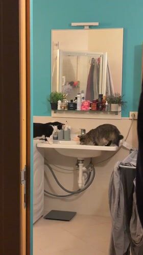 Two cats captured in Antwerp bathroom scene
