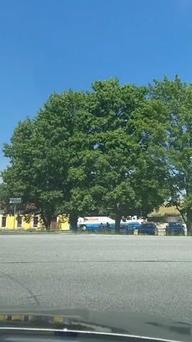 The video captures a roadside scene under a clear blue sky. The foreground is dominated by a paved road surface, with what appears to be the dashboard or hood of a vehicle in the very bottom edge. In the midground, several large, leafy green trees stand prominently. Behind the trees, a yellow building is visible, along with a white and blue bus. Several parked cars, two of which are dark blue, are also present. A white car drives by from right to left, followed by a red and black minivan which also moves from right to left. A person can be seen inside the minivan.
