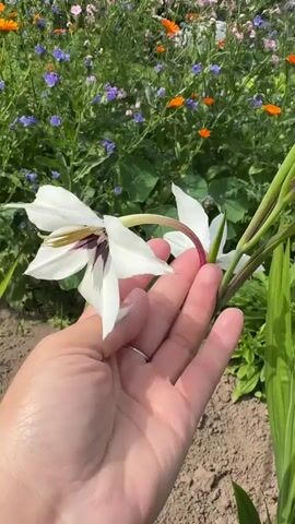 A hand gently touches a white gladiolus flower in a garden. The flower is white with deep purple markings in its throat and a curved stem. Behind the gladiolus, a bed of mixed wildflowers is visible, featuring orange calendula, purple and blue forget-me-nots, and other small flowers. The ground in the foreground is dry soil with some green gladiolus leaves emerging. The video is shot in a close-up perspective, focusing on the flower and the hand.