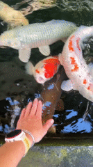 Person feeds koi fish at temple pond in Ubud