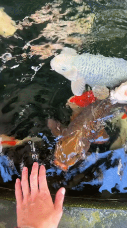 Person feeds koi fish at temple pond in Ubud