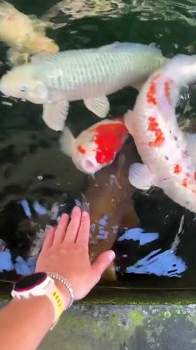 Person feeds koi fish at temple pond in Ubud