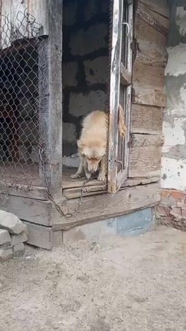 A light-colored dog with long fur is attached to a chain and standing outside a wooden structure. The dog is sniffing the ground. A person's hand reaches into the frame and pets the dog's back and tail. The environment appears to be outdoors, with dirt ground and a partially constructed brick wall in the background.