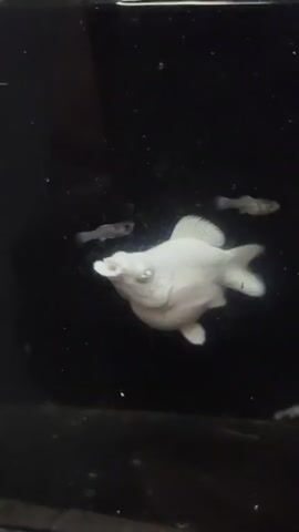 A white fish with blue eyes swims in a black aquarium. It has a large, round body and a small tail. The fish is facing the left side of the frame and its mouth is slightly open. In the background, there are a few small, white, baby fish swimming.