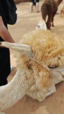 The video shows a close-up of an alpaca's face. Its fur is light brown and fluffy. In the background, other alpacas can be seen, along with people. One person's hand is visible petting the alpaca. Another hand is seen holding a finger up close to the alpaca's nose. The environment appears to be an outdoor enclosure with sandy ground.