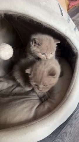 The video features two small, fluffy kittens resting inside a soft, light-colored cat bed. The bed has a cozy, cave-like shape with a cushioned interior. One kitten, a light brown or cream color with light blue eyes, is positioned slightly above the other. At one point, this kitten lets out a wide yawn, exposing its pink tongue and tiny teeth. The second kitten, also light brown, is partially visible below, resting its head on the bedding and looking forward. A small, white, fluffy ball is attached to the side of the cat bed. The cat bed is placed on a light-colored floor, possibly wood or laminate, suggesting an indoor setting. The kittens appear sleepy and content. No visible text is present in the video.