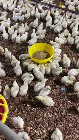A wide shot captures a large group of young, fluffy white chickens gathered around a bright yellow feeding trough filled with brown feed. The chickens are densely packed, with many pecking at the feed or standing close to the trough. Some chickens are also scattered further out on the brown, wood-chip-like floor. The environment appears to be an indoor enclosure, likely a farm or hatchery, suggested by the uniform bedding and the presence of overhead structures with visible piping or wiring. The overall impression is one of a busy, feeding time for a flock of chicks.