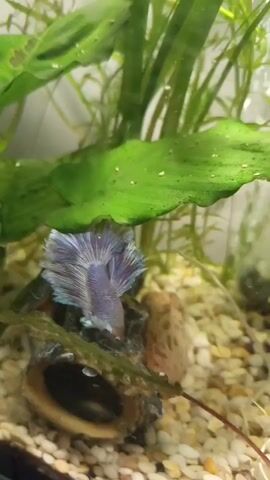 A betta fish with blue and purple fins is swimming in an aquarium. The fish is near a large green leaf and a conch shell. The aquarium has a gravel bottom and other green plants.