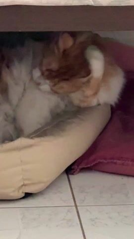The video shows an orange and white cat lying in a beige bed with a burgundy pillow next to it. The bed is placed under a dark brown shelf or table. The cat is curled up, seemingly asleep, and the area is dimly lit, possibly inside a house. The background is tiled with a light, neutral color.