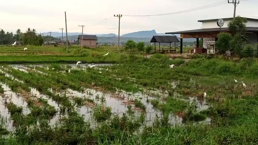 The video shows a wide shot of a flooded rice field with rows of green plants. Several white egrets are scattered throughout the field, some in flight and others standing in the water. In the background, there are trees, houses, utility poles, and a distant mountain range under an overcast sky. A building with a thatched roof and a sign with a logo is visible to the right of the frame. The camera pans slowly across the scene.