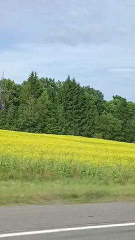 A car is driving past a field of yellow flowers, possibly canola, with a dense green forest bordering the field. The sky is partly cloudy with a light blue hue. The road in the foreground is gray asphalt with a white line marking the edge. The video appears to be recorded from a moving vehicle.