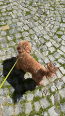 Dog walker strolls through historic Italian town streets