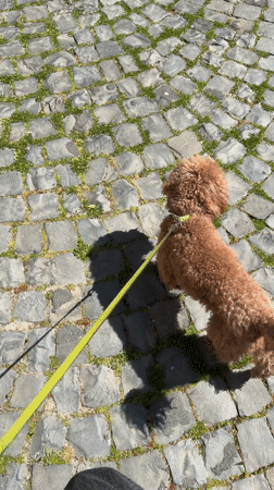 Dog walker strolls through historic Italian town streets