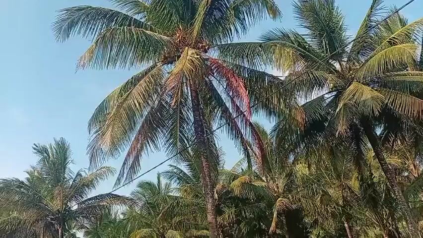 The video is a low-angle shot of several coconut trees against a clear blue sky. The leaves of the trees are green and appear to be swaying slightly. The trunks of the trees are visible, and some of the coconuts can be seen near the top. The overall impression is of a tropical environment.